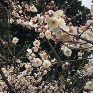 猜燈謎賞梅花 申城公園傳統元宵年味濃