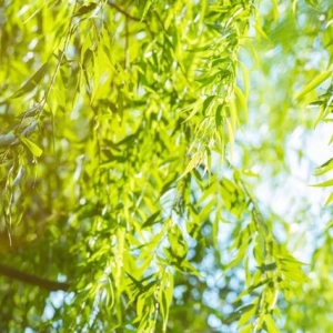植樹節｜關于樹木30首詩歌感受不同