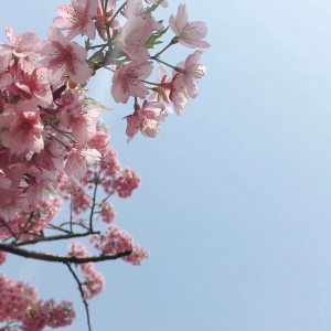 早櫻盛放 2019上海櫻花節(jié)今天開幕