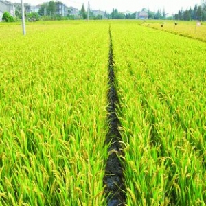 我國春播面積超2.7億畝 進度同比持平