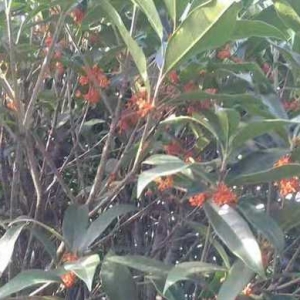 上海最大生態桂花園與一個人的故事