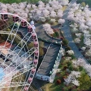 2019上海櫻花節今日圓滿落幕 共接待游客量165萬余人次