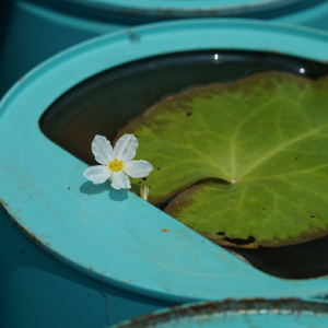 水葫蘆、星光草...辰山植物園將1200個空奶粉罐變身創意植物景觀