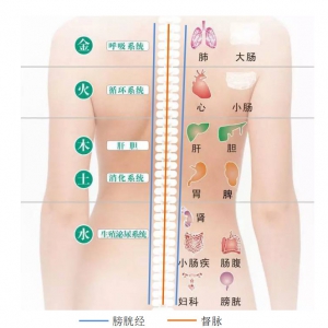 《按享健康》第11期-背部健康-上