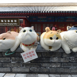 北京故宮神武門現巨型“御貓”萌翻眾人
