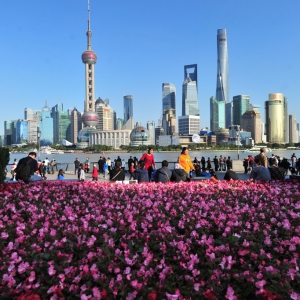 上海街頭花團錦簇迎進博會 1340萬盆鮮花點綴街頭