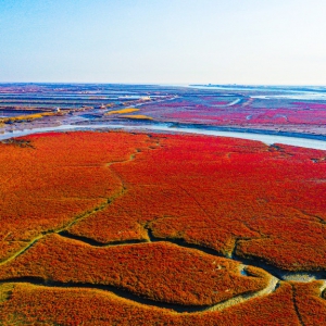 航拍大連市莊河紅海灘 入海口大片堿蓬草紅似丹霞