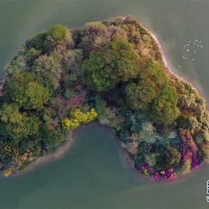 福建漳州：生態(tài)碧湖鳥(niǎo)翩飛