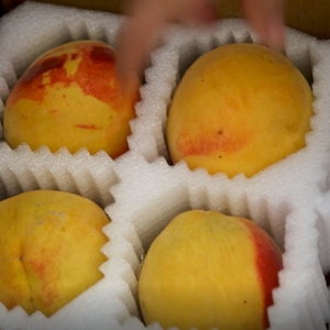 品桃游園，夏季消暑好去處