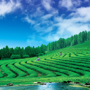 翁澤良—余姚瀑布仙茗