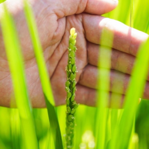 一碗好飯里的種業(yè)振興——來(lái)自2022中國(guó)種子大會(huì)的觀察