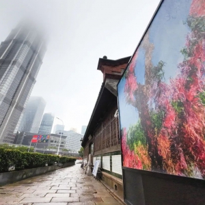 上海一周區情：春色如許油菜花開遍地醉人游 樂享野趣探尋鄉村文旅“新風尚”