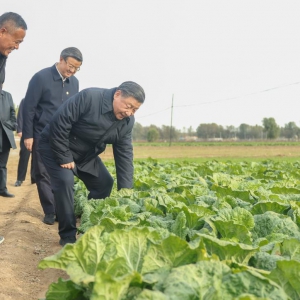 習近平總書記田間地頭話農事